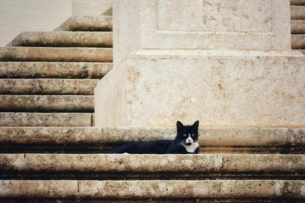 If you are planning to retire to Malta and want to bring your pets with you, there are some strict but feasible rules that you have to follow.